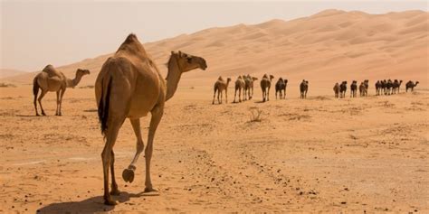 Desierto Flora Y Fauna