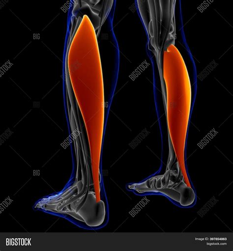 Soleus Muscle Anatomy Image & Photo (Free Trial) | Bigstock