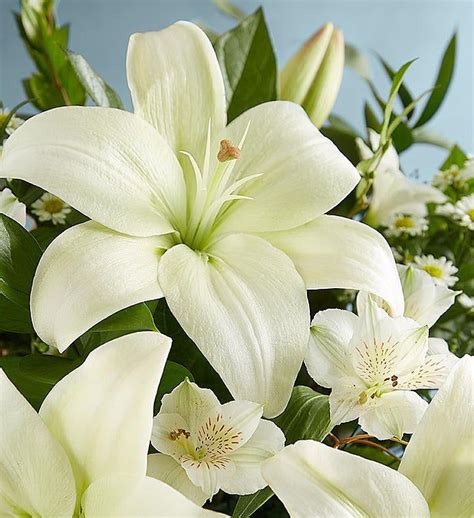 White Lily Bouquet for Sympathy in 2021 | White lily bouquet, Lily bouquet, White lilies