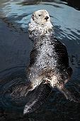 Free picture: sea, otter, swim, back
