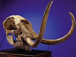 Fossil; Mastodon, Skull, Texas.