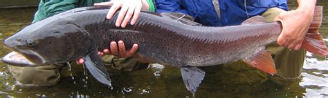 Fish Facts: Siberian Taimen (Hucho taimen) - Orvis News