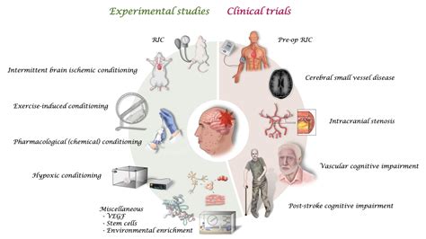 Conditioning against cognitive impairment: present evidence and future directions - Browse ...