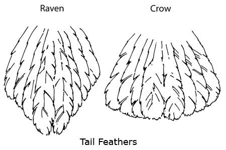 Common Raven Facts - NatureMapping