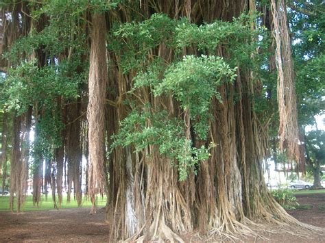 Banyan-India's national tree. | For the love of Travel. | Pinterest