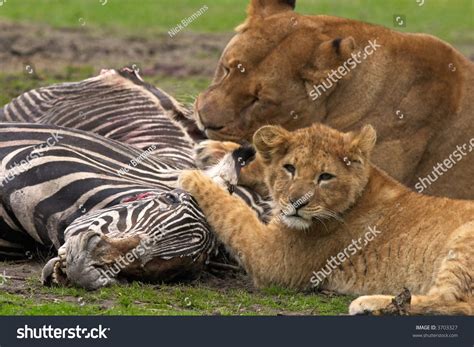 Lion With Cub Eating A Zebra Stock Photo 3703327 : Shutterstock