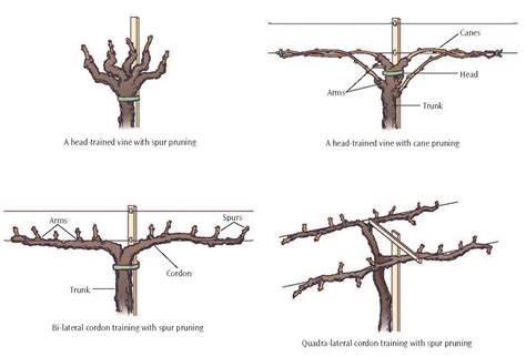 Important Structures & Features of Grapevines | Lodi Growers