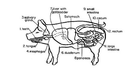 Pig Digestive Tract | Ag Ed | Pinterest | Pigs