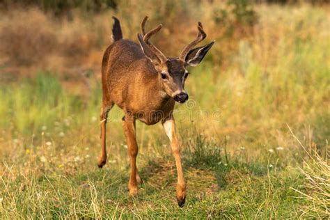 White-tailed Deer Buck with Antlers Running. Stock Image - Image of oregon, dangerous: 198974537