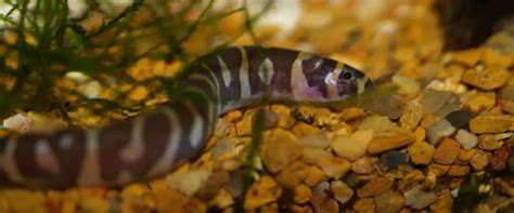 Kuhli Loach Fish Care Guide: Fact Sheet, Breeding, Behavior