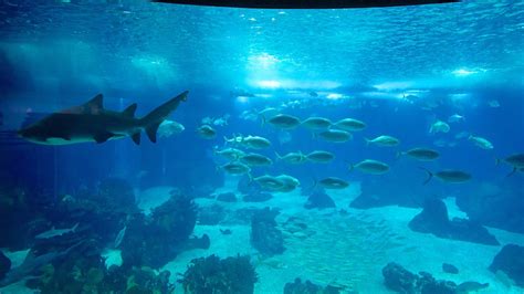 Lisbon Oceanarium in Lisbon, | Expedia