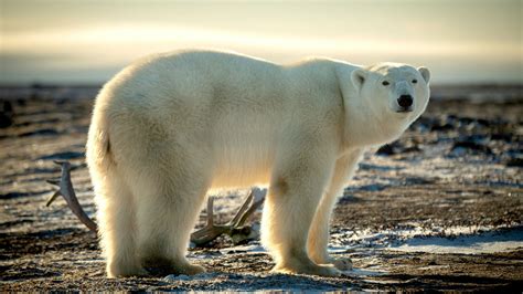 Polar bear population - WWF Arctic