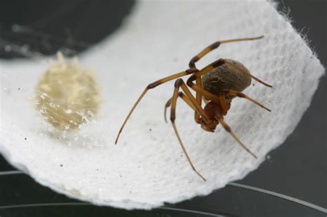 female brown widow spider with egg : Biological Science Picture ...