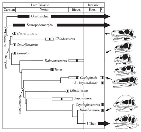 Palaeos Vertebrates Theropoda: Basal Theropods