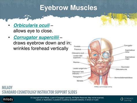 PPT - Chapter 6 General Anatomy and Physiology PowerPoint Presentation ...