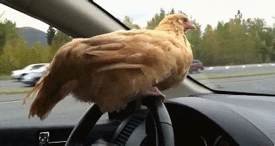 Hen GIFs - Find & Share on GIPHY