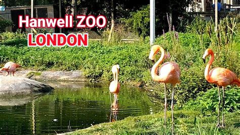 Hanwell Zoo London | Let's go to Zoo - YouTube