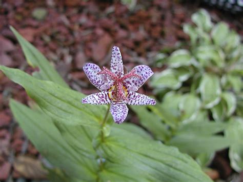 Toad Lily: They are perennial herbaceous plants that grow naturally at ...