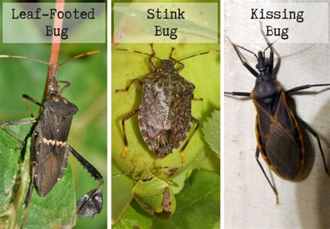 What Are Leaf-Footed Bugs and Are They Harmful? | Dengarden