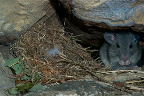 Endangered New Jersey: Studying the Allegheny Woodrat: A Video