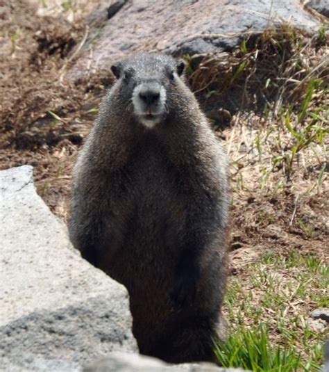 A Visit to MT Rainier National Park « NORTHWEST WILDLIFE ONLINE