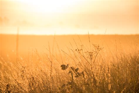 Brown grass field HD wallpaper | Wallpaper Flare