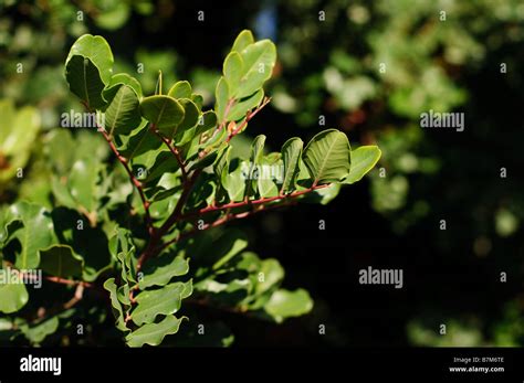 Carob tree leaves and branches Stock Photo - Alamy