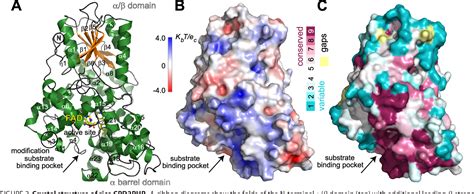 Figure 2 from Eukaryotic Class II Cyclobutane Pyrimidine Dimer Photolyase Structure Reveals ...