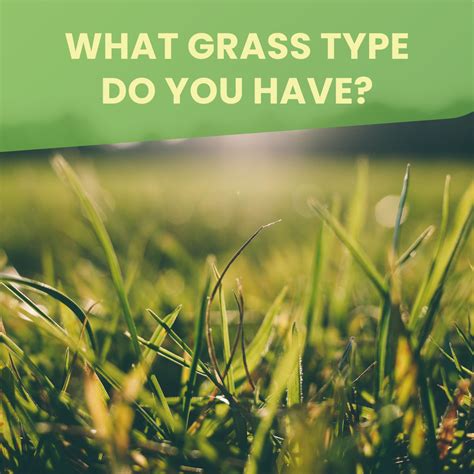 Type of Grass. What Grass Type Do I Have?