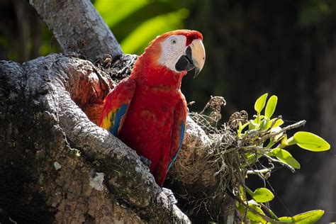 Wildlife of Costa Rica Photo Workshop