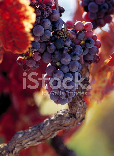 Merlot Grapes Stock Photo | Royalty-Free | FreeImages