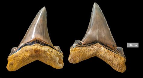 The megalodon wasn’t the only megashark with giant teeth — check out ...