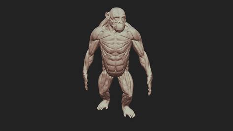 Ape Anatomy - Buy Royalty Free 3D model by SA Anatomy (@saanatomy ...