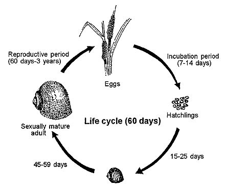 Snail Lifecycle - WELCOME TO MRS. WEITZ'S GRADE 2-3 CLASSROOM WEBSITE