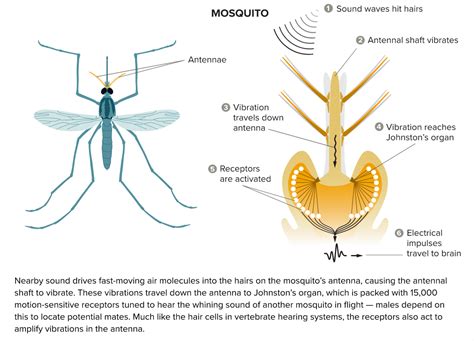 Awesome Ears: The Weird World of Insect Hearing | Discover Magazine