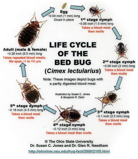 Bed Bugs 101 | What You Should Know | Integrity Pest Solutions