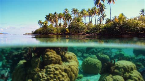 Wallpaper : sea, nature, palm trees, underwater, island, lagoon, coral ...