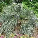 seashore-palm-tree-allagoptera-arenaria-130×130 | Florida Palm Trees