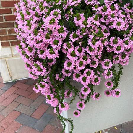 Personalized Scaevola Aemula Care: Water, Light, Nutrients | Greg App