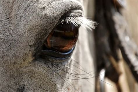 Can Horses See Color? - An Ultimate Guide On Horse Vision