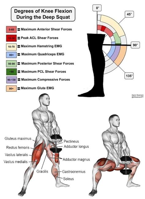 Degrees of Knee Flexion During the Deep Squat | 筋トレ, 運動, 人生