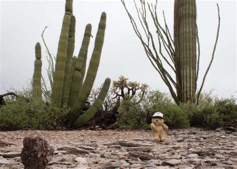 Organ Pipe Cactus National Monument! - The Bill Beaver Project