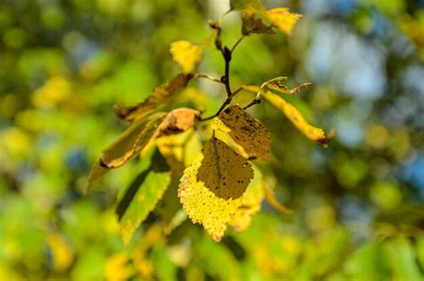 Premium Photo | Yellow autumn birch leaves on a branch closeup