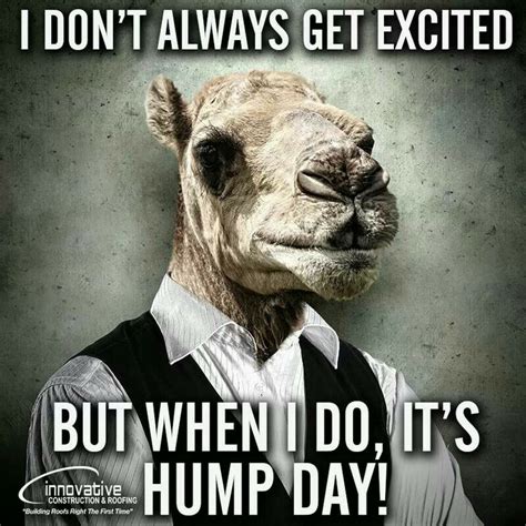 Hump day | Hump day humor, Hump day quotes, Wednesday humor