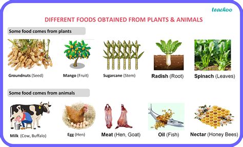 [Class 6 Food] What sre the Different sources of food? - Teachoo