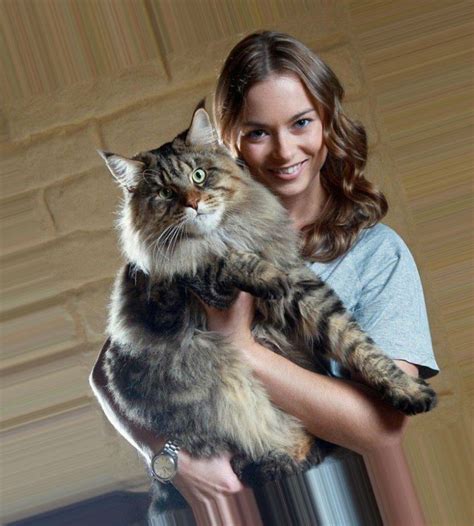 The largest maine coon (25 photos): the largest cat in the world, a ...