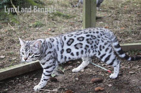 Silver bengal cat genetic – Artofit