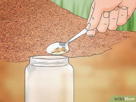 How to Build an Ant Farm: Easy DIY Guide