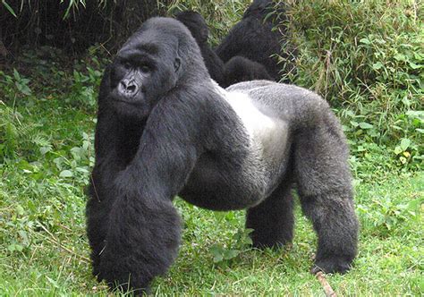 Eastern gorilla - Alchetron, The Free Social Encyclopedia