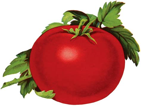 Dehydrated Tomato Clipart